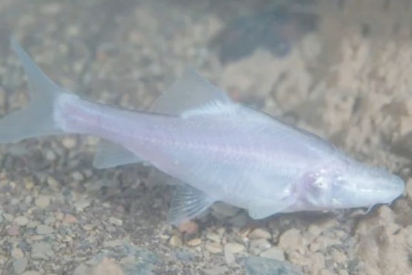 龙山金线鲃是什么鱼？