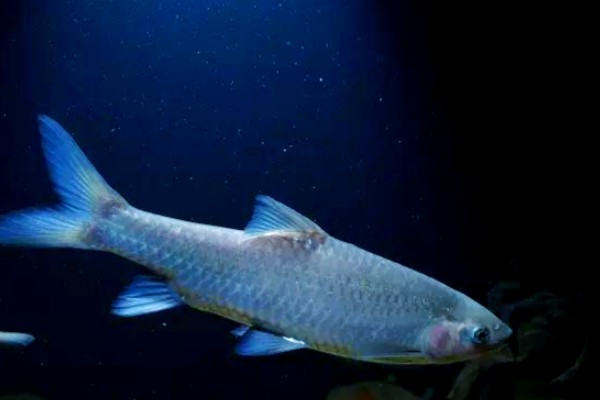 龙山金线鲃是什么鱼？