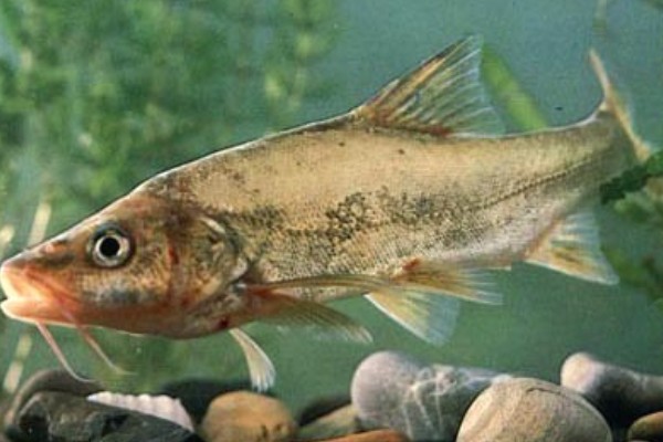 龙山金线鲃是什么鱼？