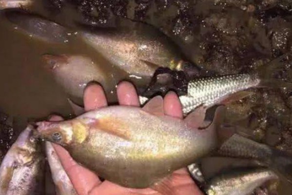 龙山金线鲃是什么鱼？