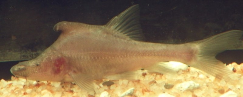 驼背金线鲃是什么鱼？