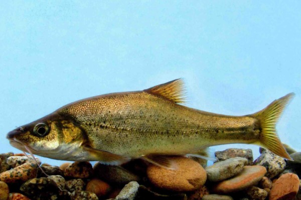 阳宗金线鲃是什么鱼？