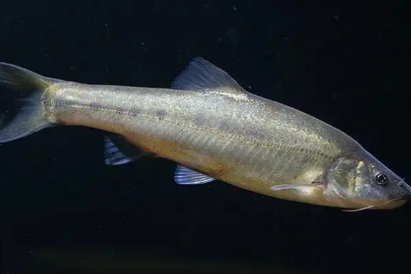 阳宗金线鲃是什么鱼？
