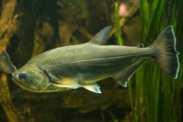 阳宗金线鲃是什么鱼？