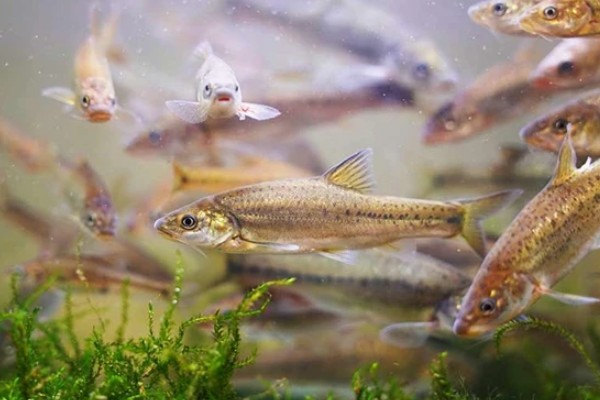 长须金线鲃是什么鱼？