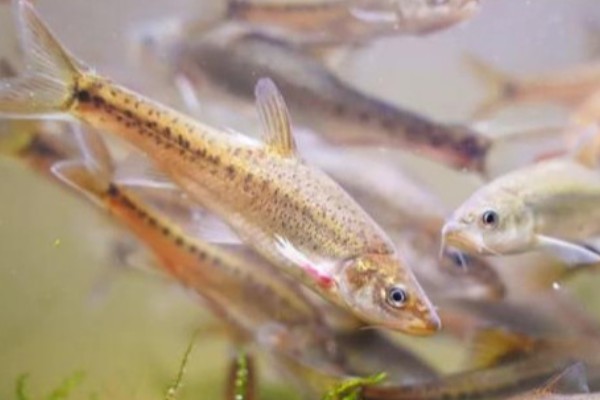 长须金线鲃是什么鱼？