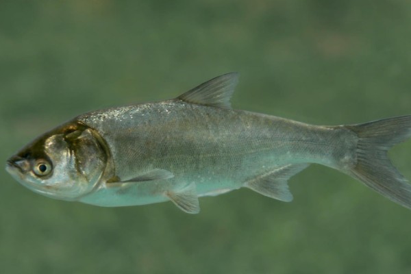 阳宗金线鲃是什么鱼？