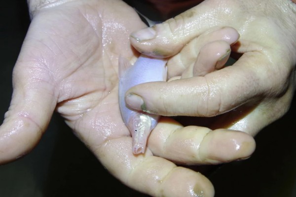 透明金线鲃是什么鱼？