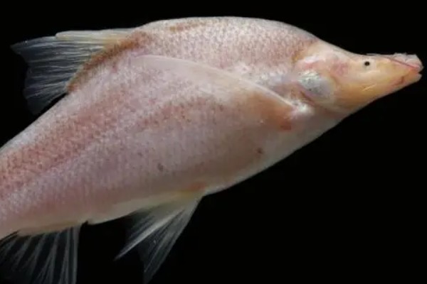 透明金线鲃是什么鱼？