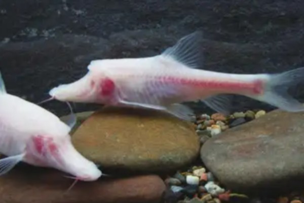 透明金线鲃是什么鱼？