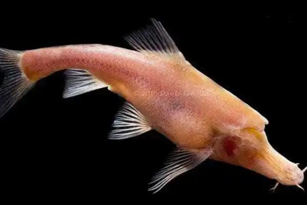 透明金线鲃是什么鱼？