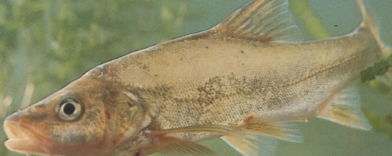 软鳍金线鲃是什么鱼？