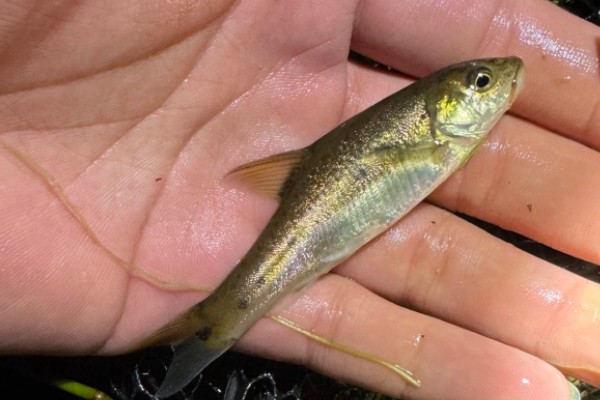 软鳍金线鲃是什么鱼？