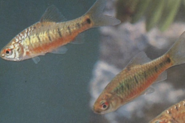 软鳍金线鲃是什么鱼？