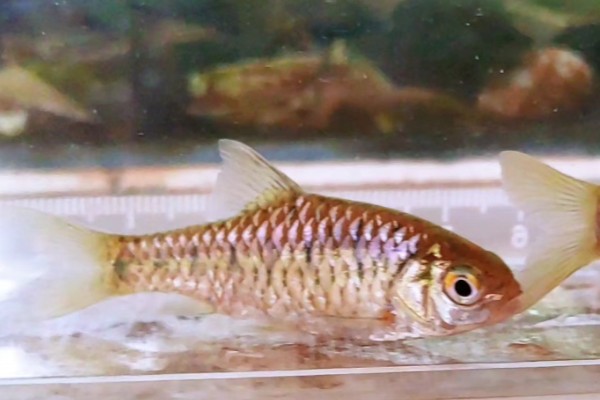 软鳍金线鲃是什么鱼？