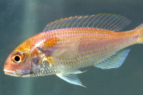 软鳍金线鲃是什么鱼？