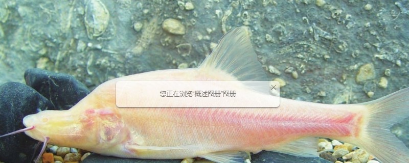 路南金线鲃是什么鱼？