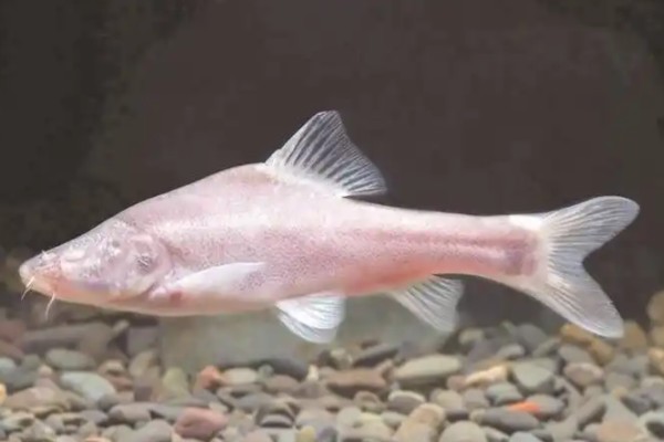 路南金线鲃是什么鱼?