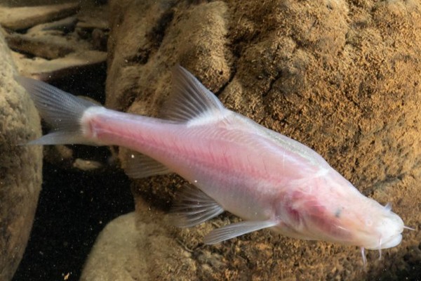 路南金线鲃是什么鱼?