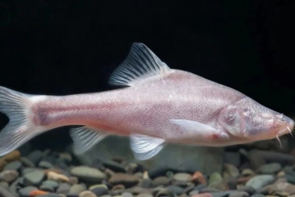 路南金线鲃是什么鱼?