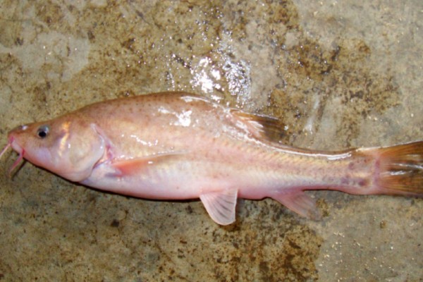 路南金线鲃是什么鱼?