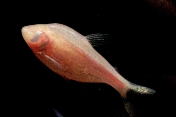 贵阳金线鲃是什么鱼？