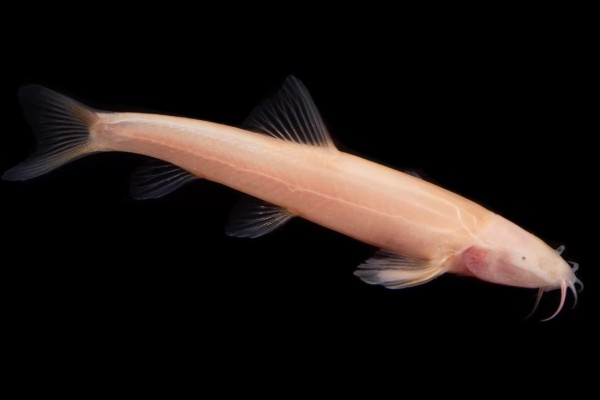 贵阳金线鲃是什么鱼？