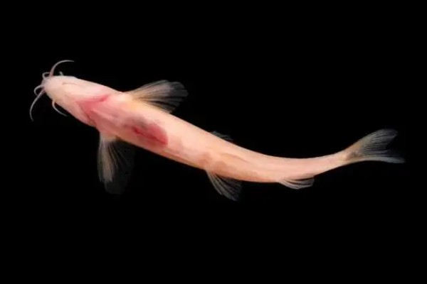 贵阳金线鲃是什么鱼？