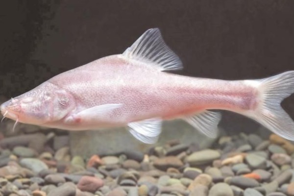 贵阳金线鲃是什么鱼？