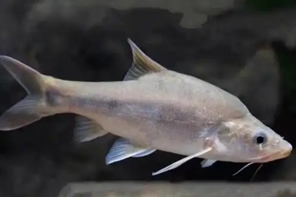 贞丰金线鲃是什么鱼？