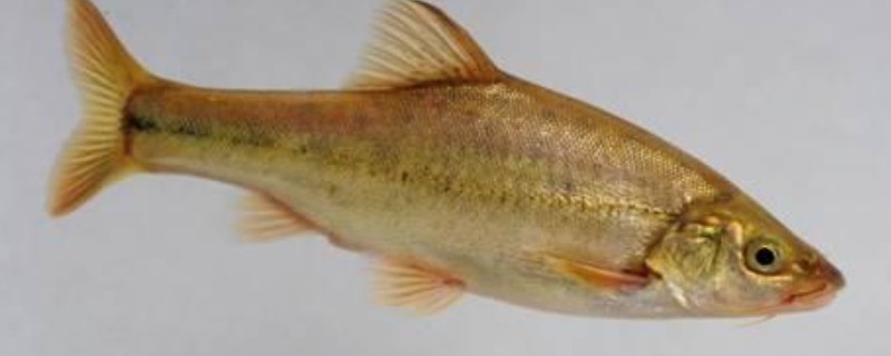贞丰金线鲃是什么鱼？