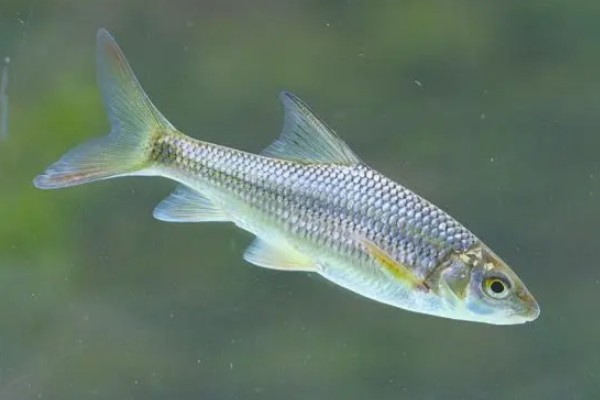 贞丰金线鲃是什么鱼？