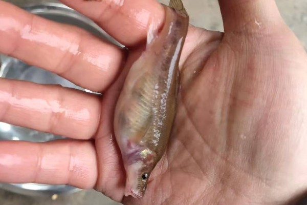 贞丰金线鲃是什么鱼？