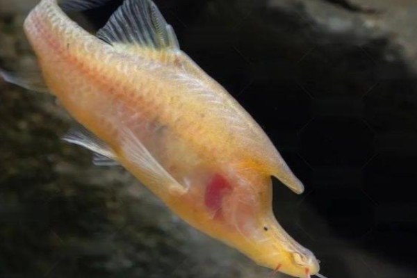 贞丰金线鲃是什么鱼？