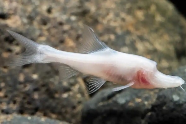 角金线鲃是什么鱼?