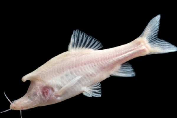 角金线鲃是什么鱼?