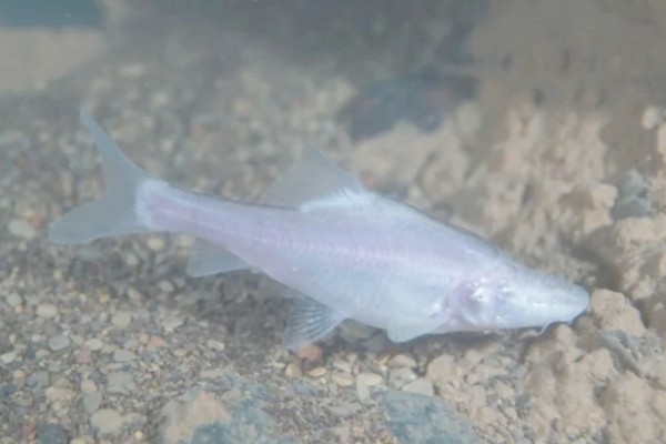 角金线鲃是什么鱼?