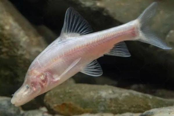 角金线鲃是什么鱼?