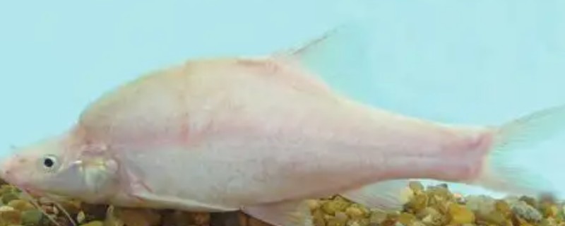 西畴金线鲃是什么鱼？