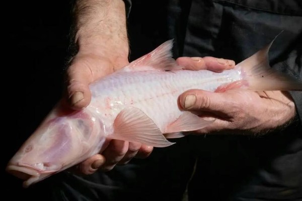 西畴金线鲃是什么鱼？