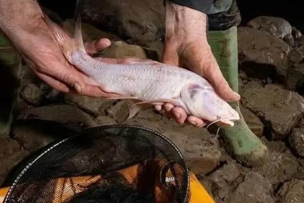 西畴金线鲃是什么鱼？