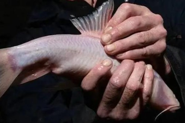 西畴金线鲃是什么鱼？