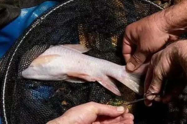 西畴金线鲃是什么鱼？