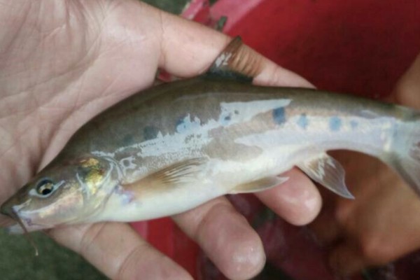 长鳍金线鲃是什么鱼？