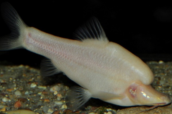 长鳍金线鲃是什么鱼？