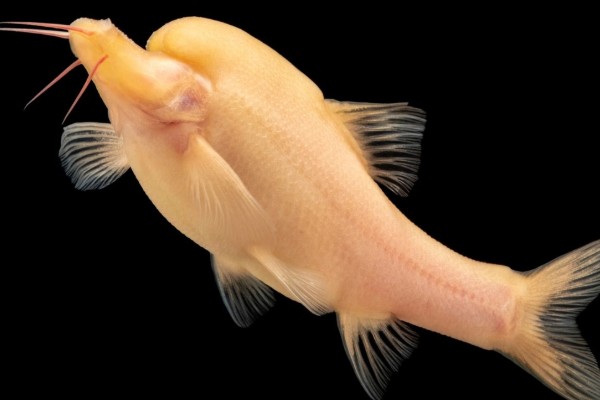 长鳍金线鲃是什么鱼？