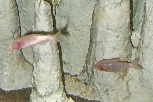 长鳍金线鲃是什么鱼？