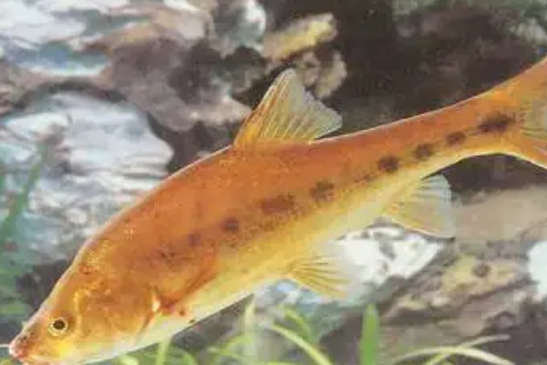 罗平金线鲃是什么鱼?