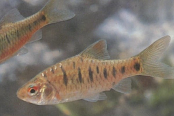 罗平金线鲃是什么鱼?