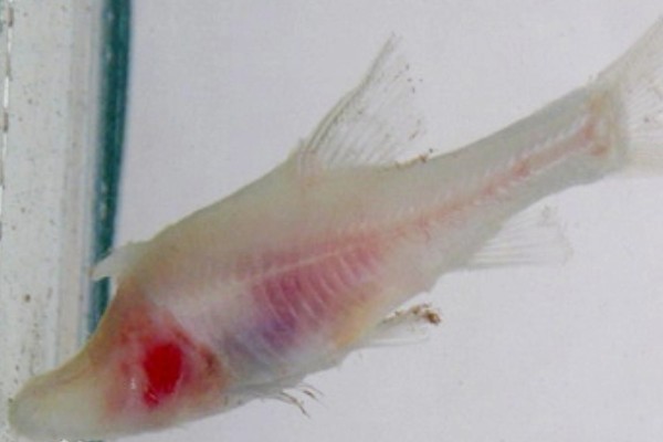 罗平金线鲃是什么鱼?